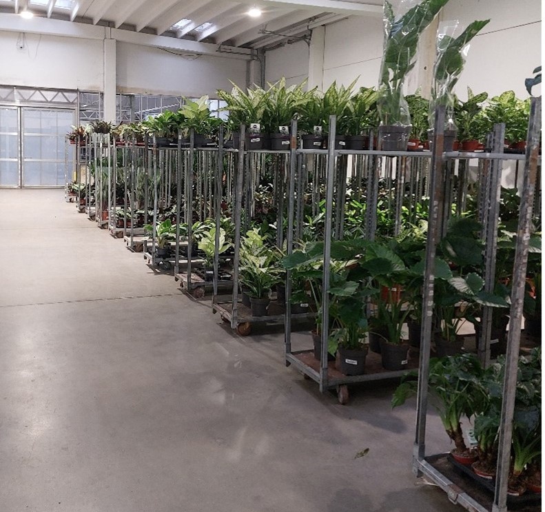 Afbeelding van kamerplanten die in onze cash & carry te verkrijgen zijn